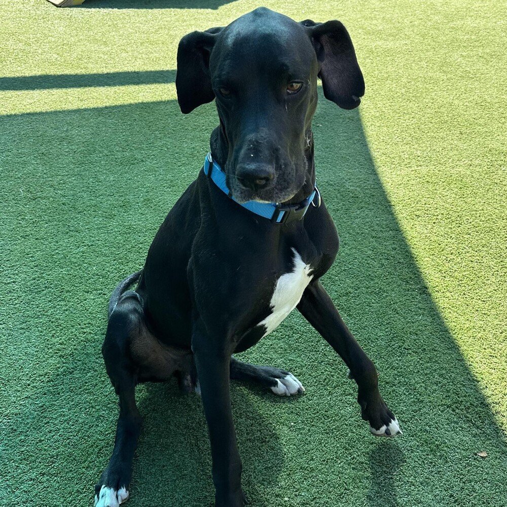 adoptable Dog in Vail, AZ named Clyde