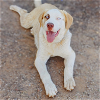 adoptable Dog in vail, AZ named Koda
