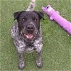 adoptable Dog in vail, AZ named Pepper