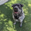 adoptable Dog in Vail, AZ named Pepper