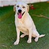 adoptable Dog in vail, AZ named Maxie
