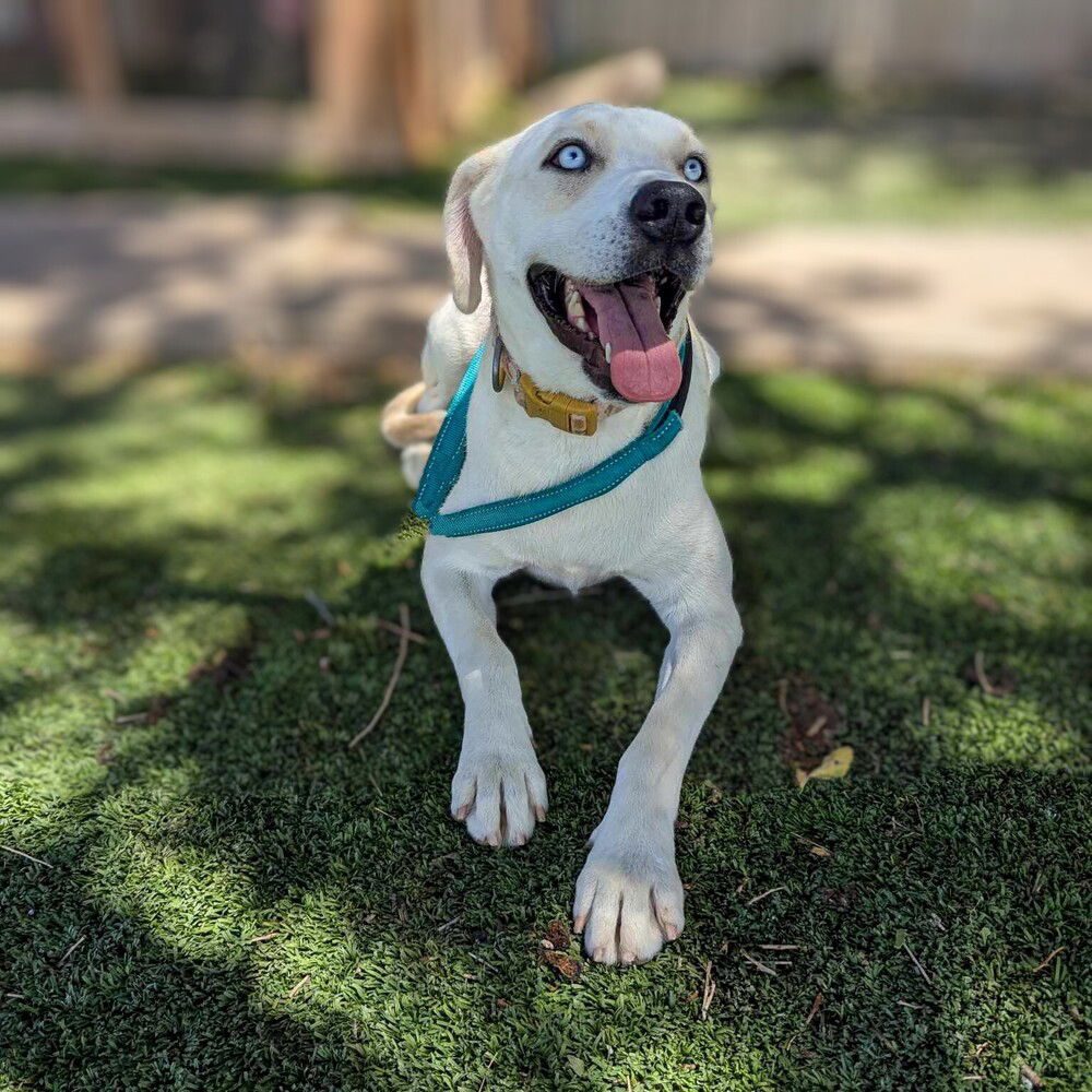 adoptable Dog in Vail, AZ named Maxie