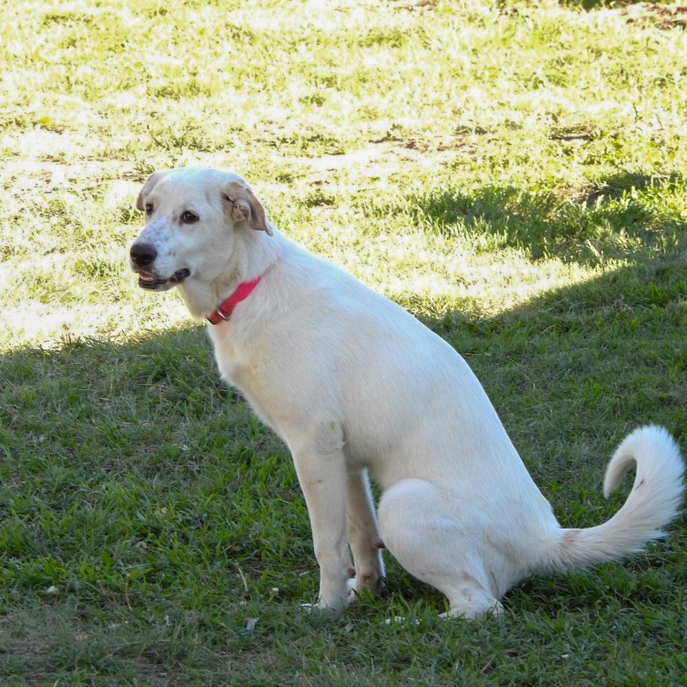 adoptable Dog in Vail, AZ named London