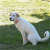 adoptable Dog in vail, AZ named London