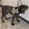 adoptable Dog in vail, AZ named JoJo