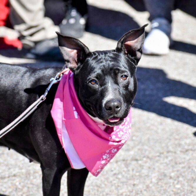 adoptable Dog in Vail, AZ named Loona