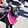 adoptable Dog in vail, AZ named Loona