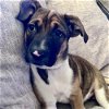 adoptable Dog in vail, AZ named Poppy