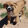 adoptable Dog in vail, AZ named Tempo