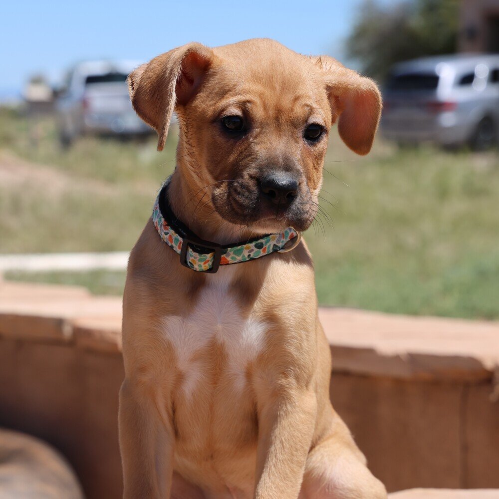 adoptable Dog in Vail, AZ named Encore