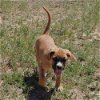 adoptable Dog in vail, AZ named Adagio