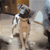 adoptable Dog in vail, AZ named Tumble