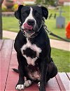 adoptable Dog in vail, AZ named Belle Star