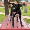 adoptable Dog in  named Thorny Rose