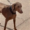 adoptable Dog in vail, AZ named Calamity Jane