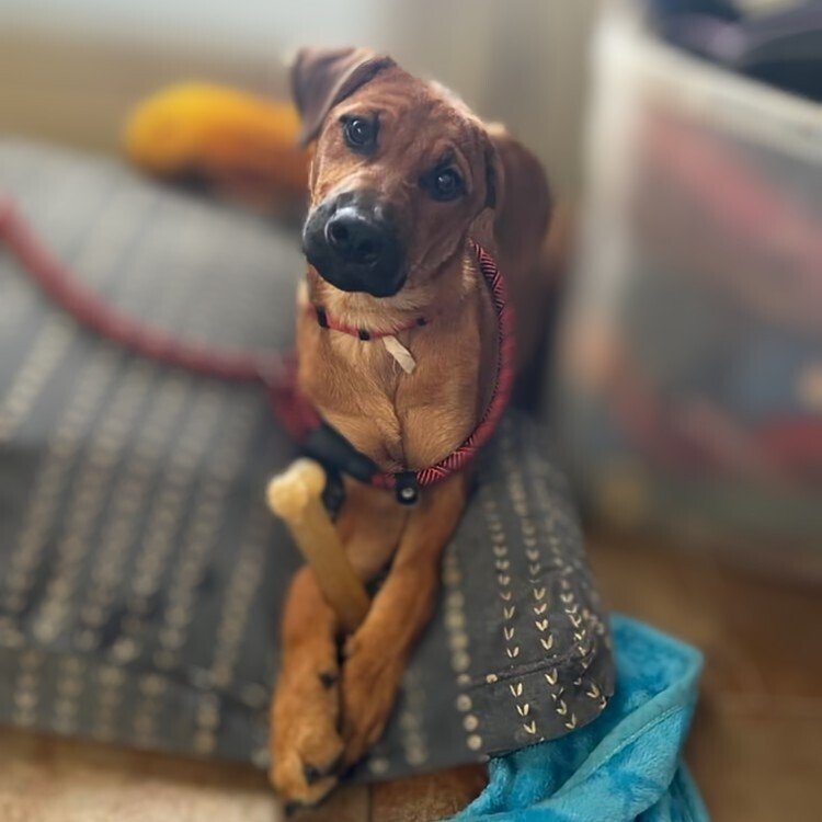 adoptable Dog in Vail, AZ named River