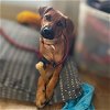 adoptable Dog in vail, AZ named River