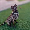 adoptable Dog in vail, AZ named Mercedes
