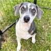 adoptable Dog in vail, AZ named Archie