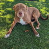 adoptable Dog in Vail, AZ named Buddy