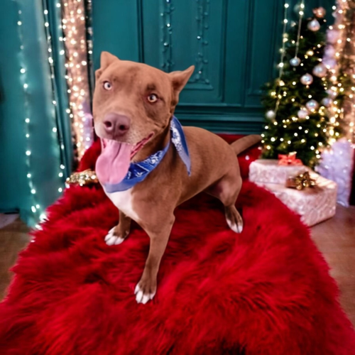 picture of the dog needing adoption