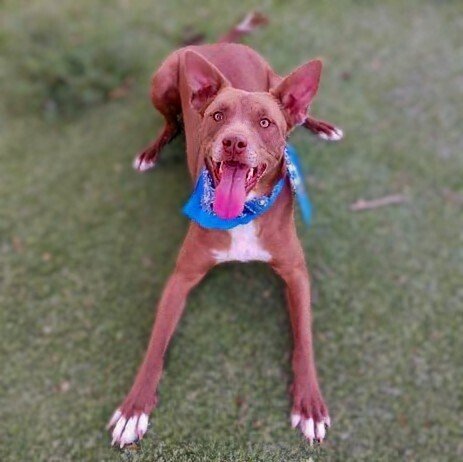adoptable Dog in Vail, AZ named Buddy