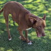 adoptable Dog in Vail, AZ named Buddy