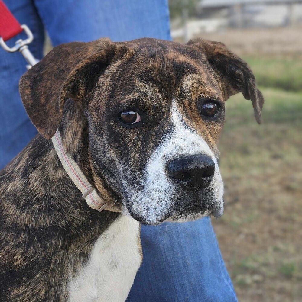 adoptable Dog in Vail, AZ named Frenzy