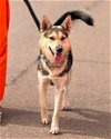 adoptable Dog in vail, AZ named Pearl Heart