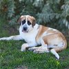 adoptable Dog in vail, AZ named Bandit