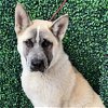 adoptable Dog in vail, AZ named Makato