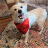 adoptable Dog in vail, AZ named Rosa