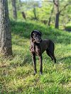 adoptable Dog in vail, AZ named Amos