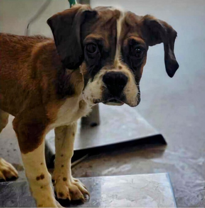 adoptable Dog in Vail, AZ named Deacon