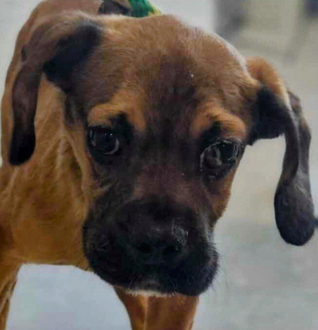 adoptable Dog in Vail, AZ named Hondo