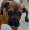 adoptable Dog in , AZ named Hondo
