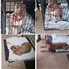 adoptable Dog in vail, AZ named Maia