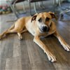 adoptable Dog in vail, AZ named Atticus