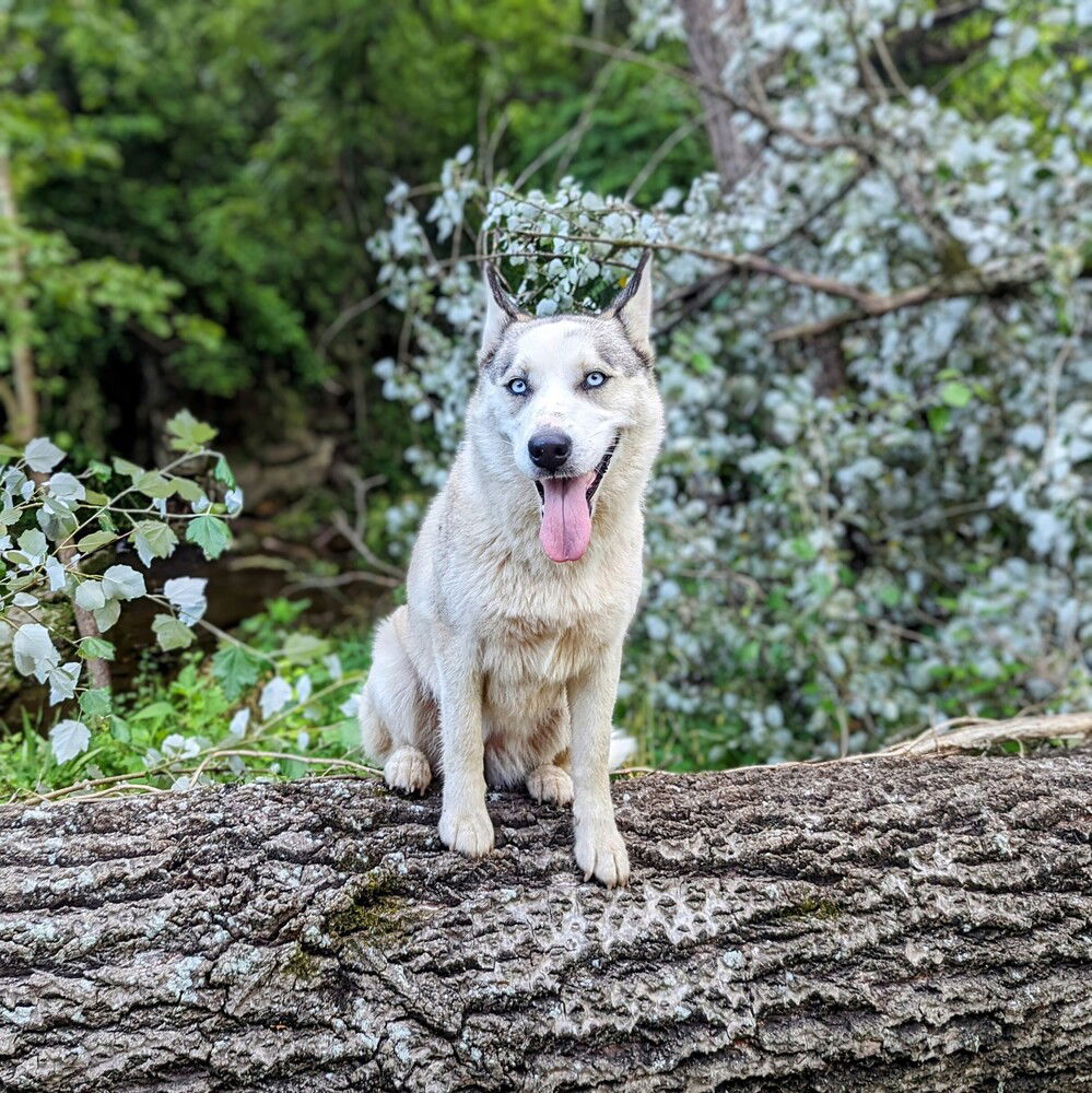 adoptable Dog in Vail, AZ named Biscuit