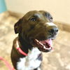 adoptable Dog in Vail, AZ named Lilly