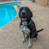 adoptable Dog in , AZ named Lilly