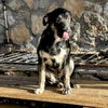 adoptable Dog in Vail, AZ named Sampson