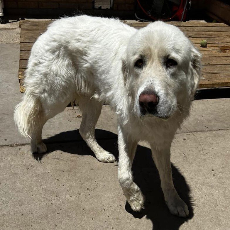 adoptable Dog in Vail, AZ named Einstein