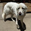 adoptable Dog in Vail, AZ named Einstein