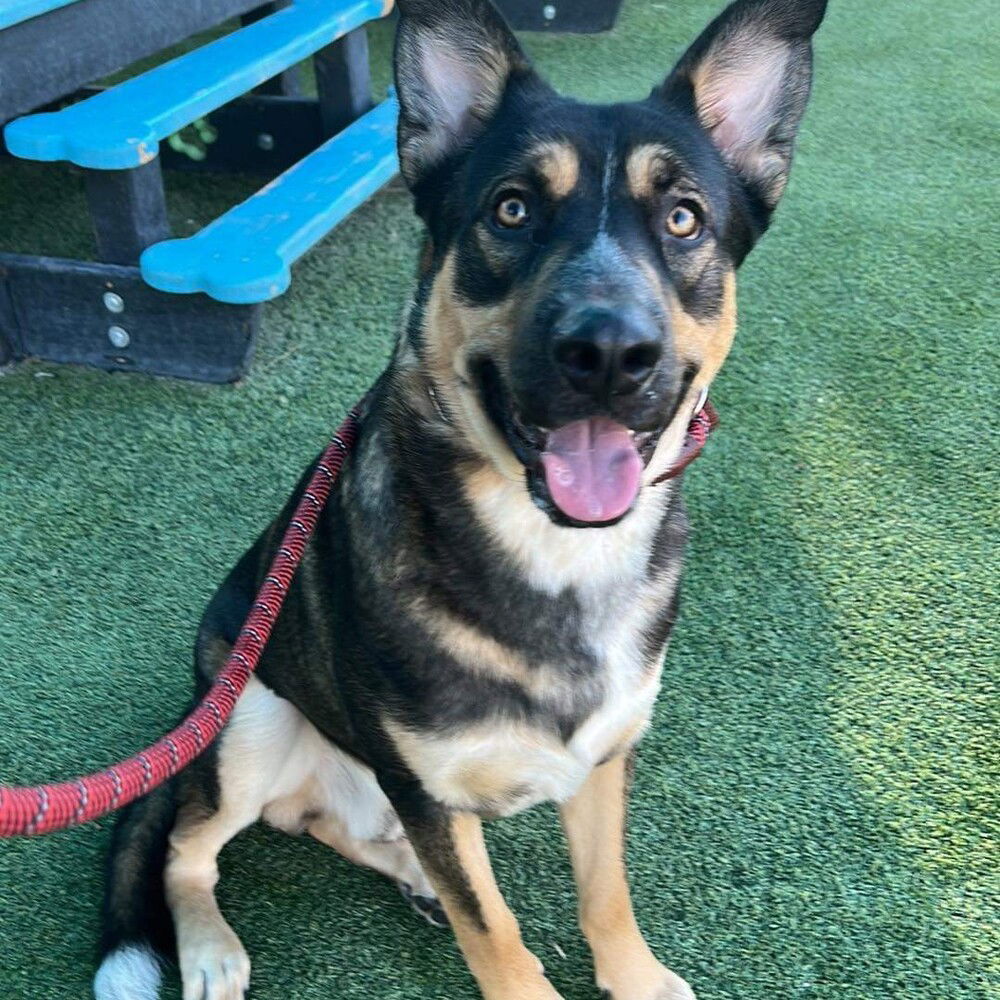 adoptable Dog in Vail, AZ named Captain