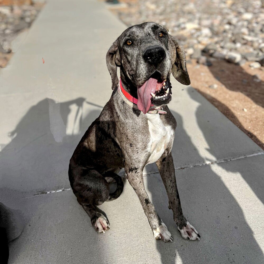 adoptable Dog in Vail, AZ named Laverne