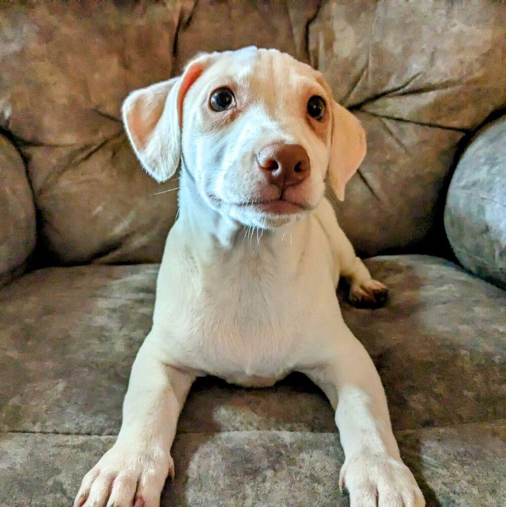 adoptable Dog in Vail, AZ named Logan