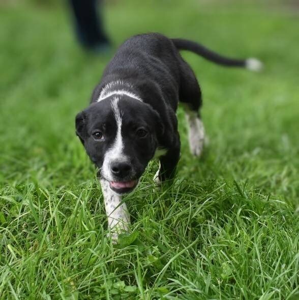 adoptable Dog in Vail, AZ named Reggie