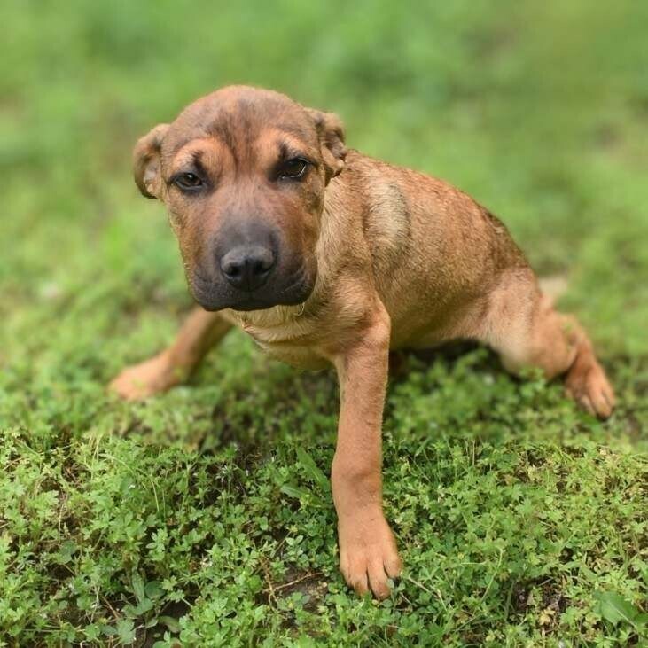 adoptable Dog in Vail, AZ named Jasper