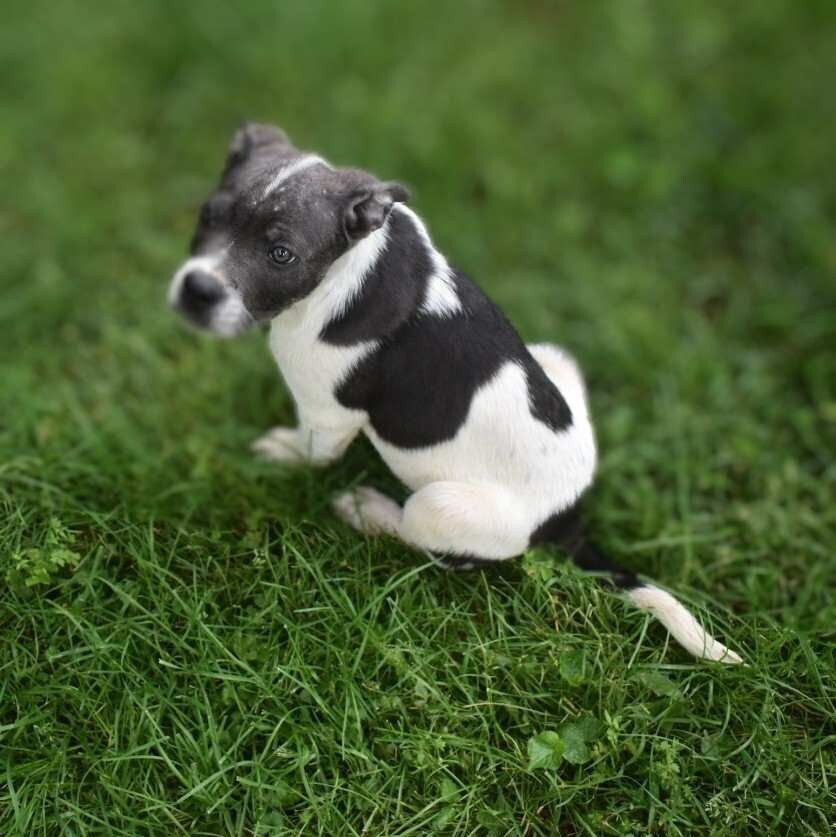 adoptable Dog in Vail, AZ named Sebastian